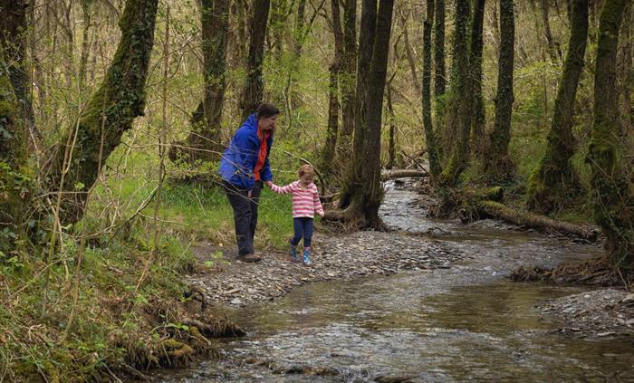 Cwm Rhaeadr Woodland